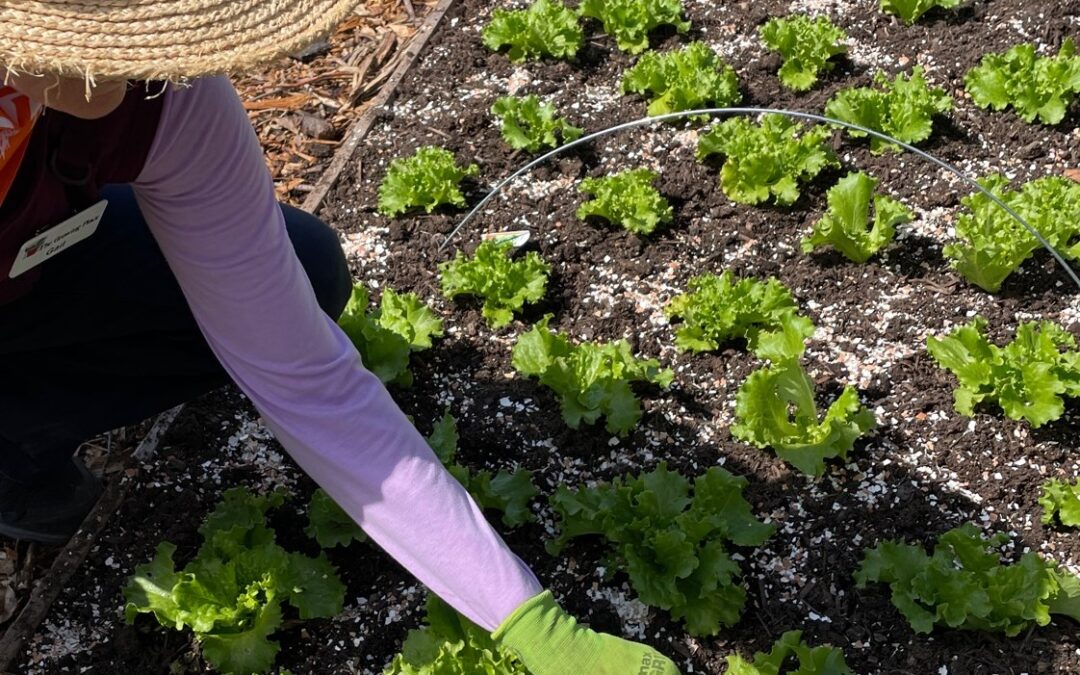 vegetable gardening in clay soil