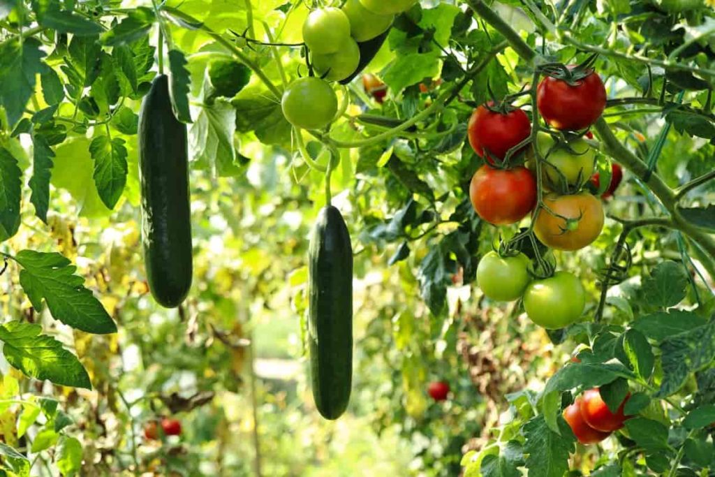 vegetable gardening ideas