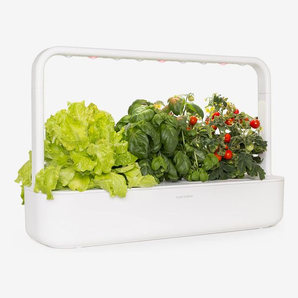 Small Indoor Vegetable Gardening Ideas
