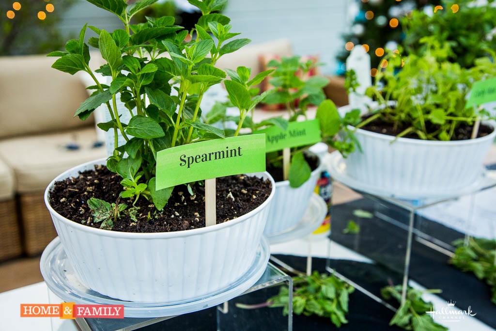 Tips to Plant Spearmint
