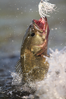 Fishing in Vermont - A Vermont Tourism Summer
