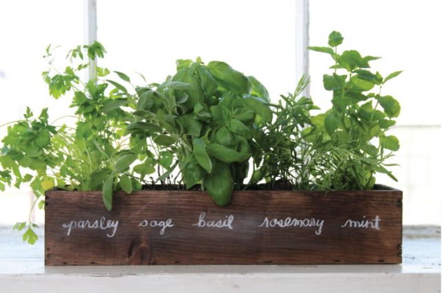 back to the roots kitchen herb gardening kit
