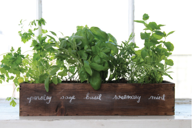 Growing Mint In The Garden
