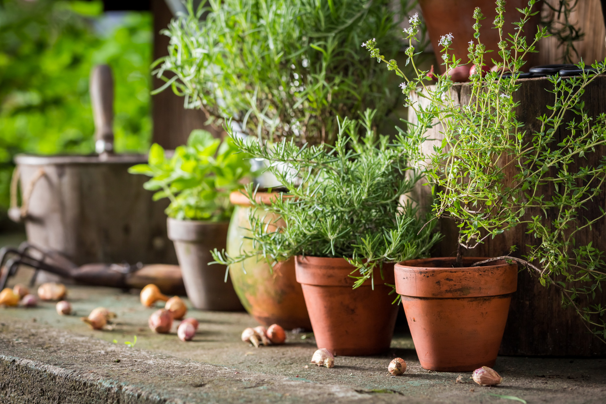 herb gardening for dummies