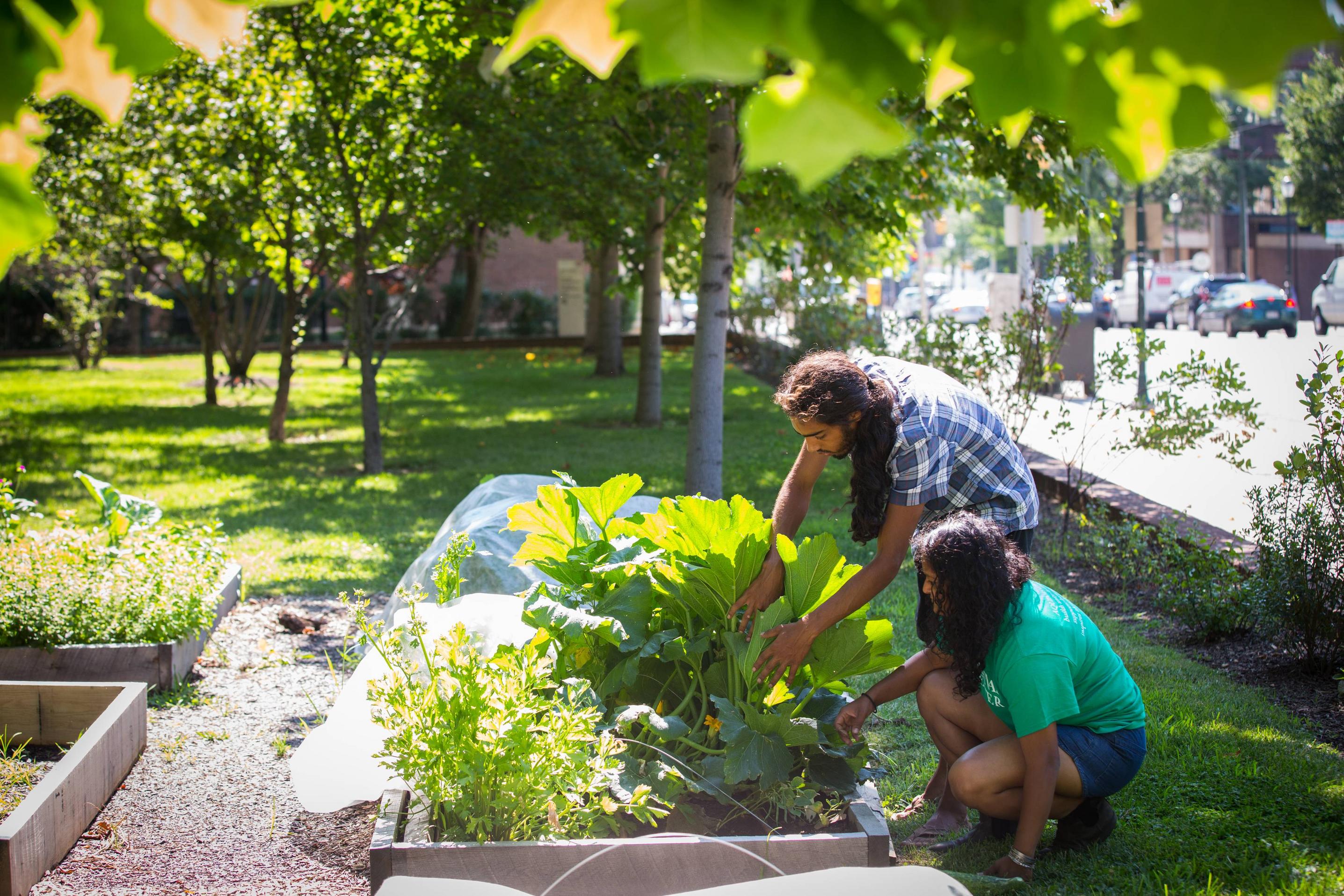 tips for planting a garden