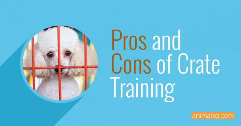 Austin''s Best Dog Training Facilities
