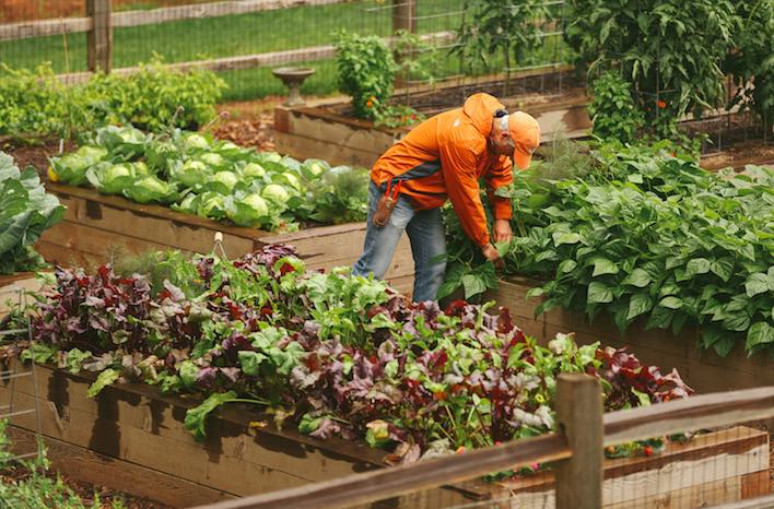 How does hydroponic gardening work?
