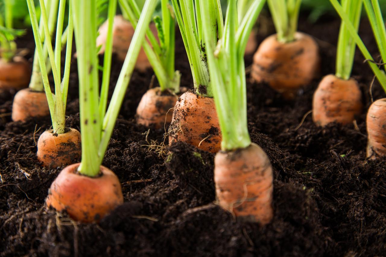 Gardening in Bags - How to Grow Vegetables in Bags of Soil
