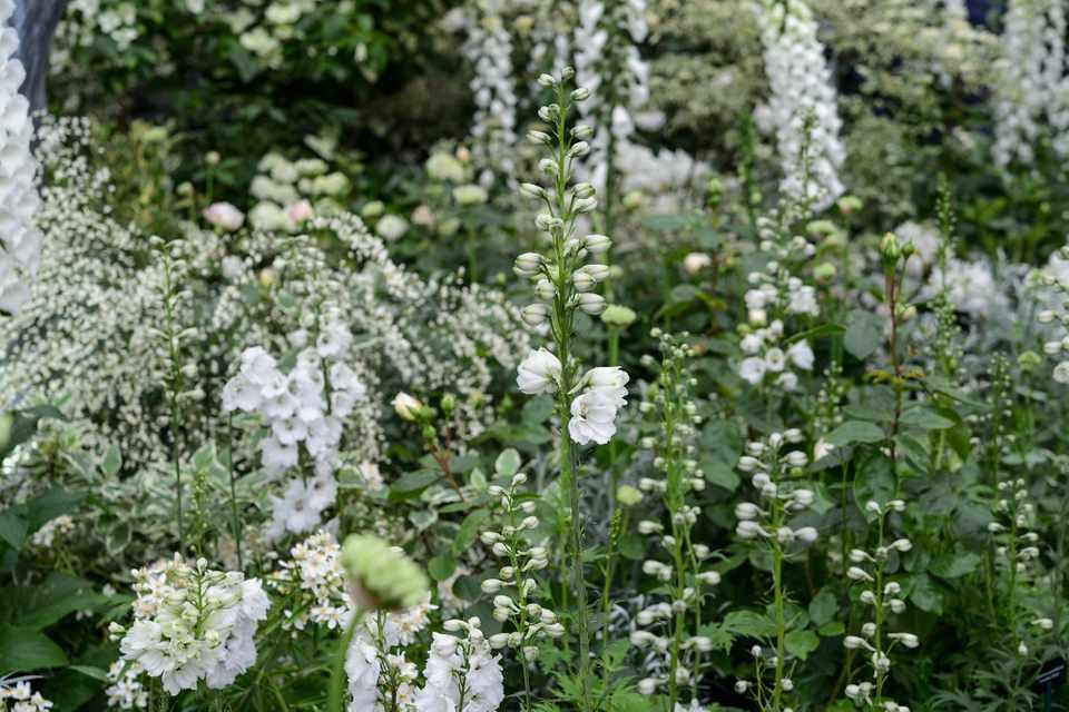 What are perennial herbs that flower in your landscape?
