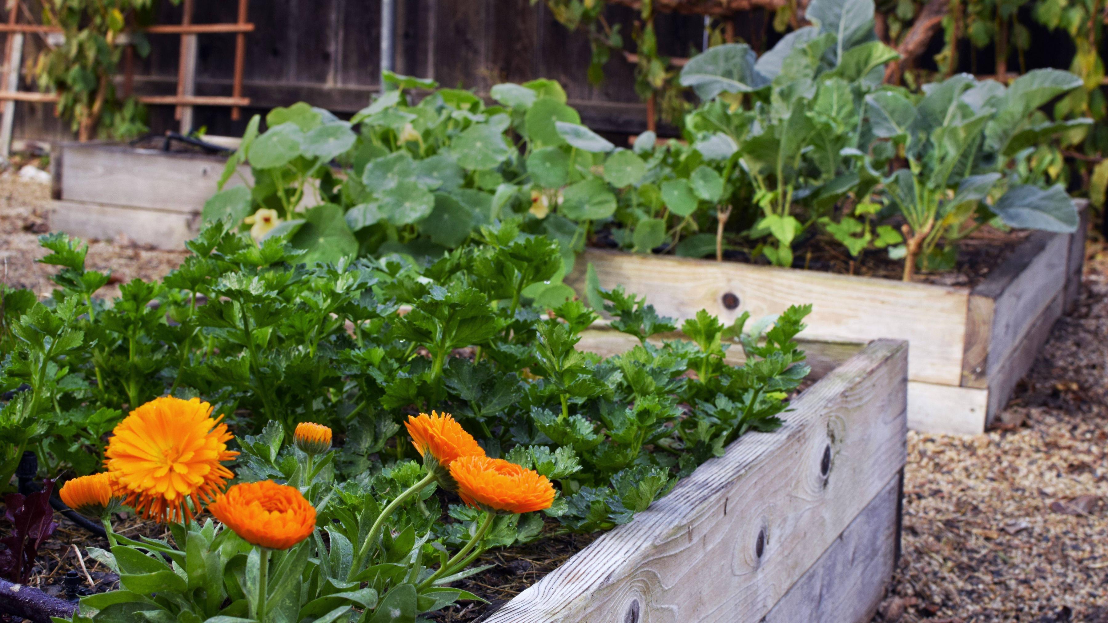 Hay Bale Vegetable Gardening Technique
