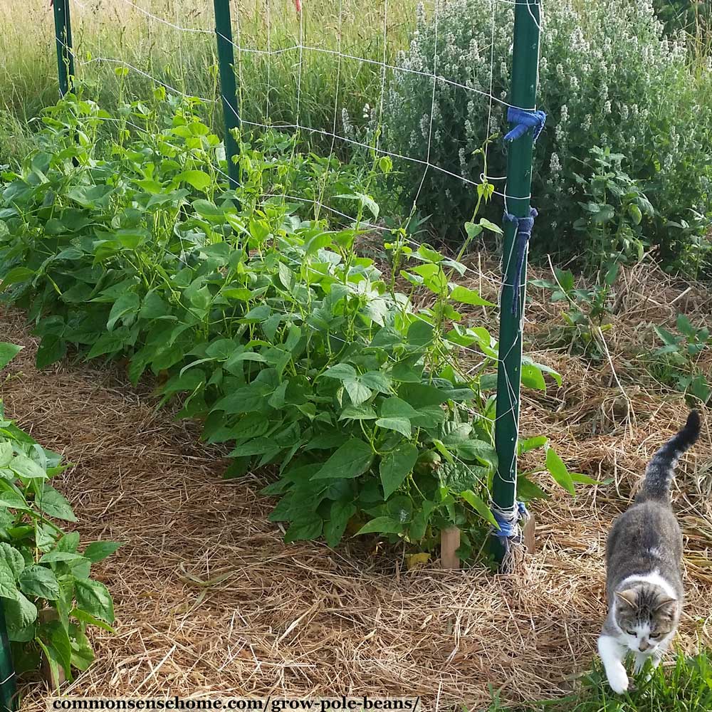 Best Vegetables to Plant in Spring
