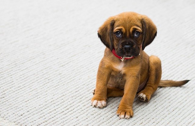 how to understand your dog body language