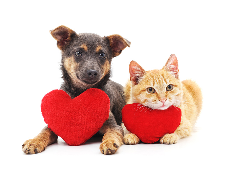 What is Pet Insurance?
