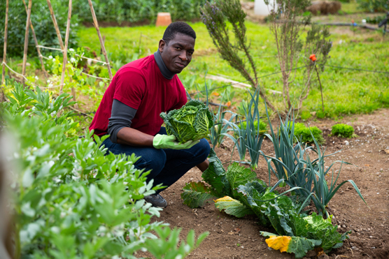 outdoor garden tips