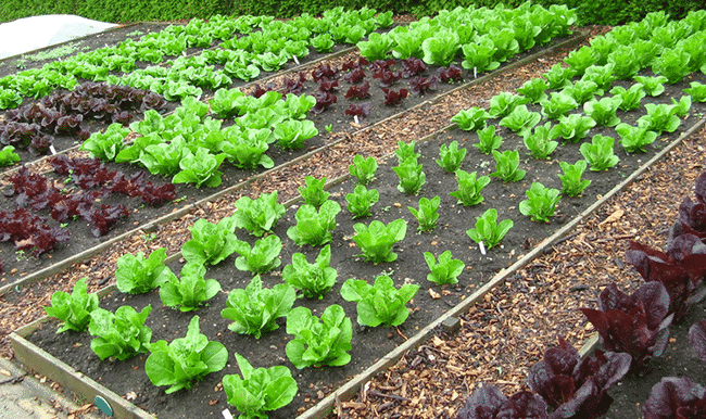 High Intensity Gardens and Raised Bed Spacing
