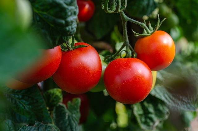 How does hydroponic gardening work?
