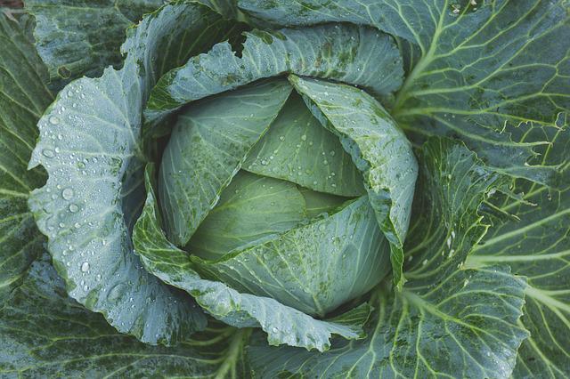 kitchen herb gardening