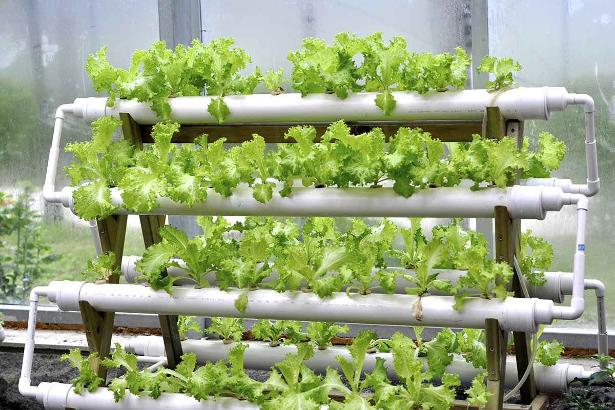 Mason Jars as Hydroponic Herb Garden Containers
