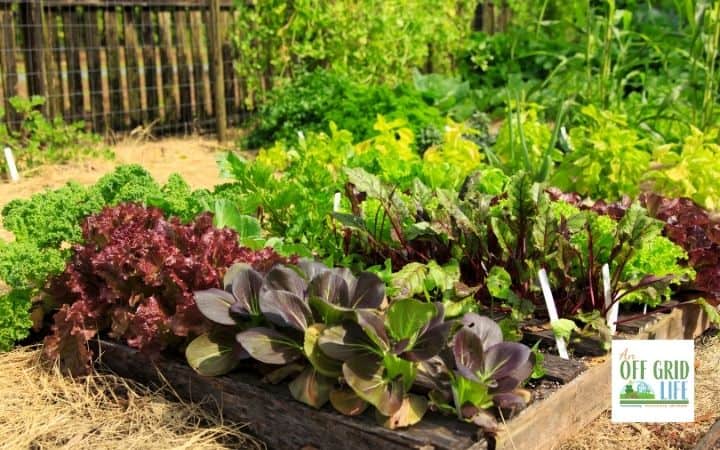 vegetable gardening soil