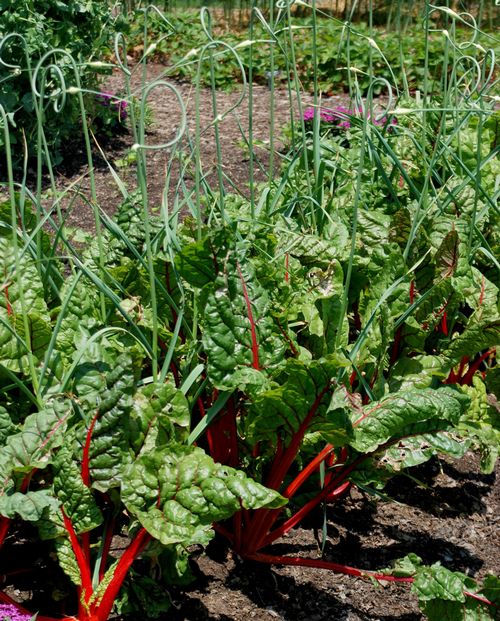 buzzy herb gardening kit