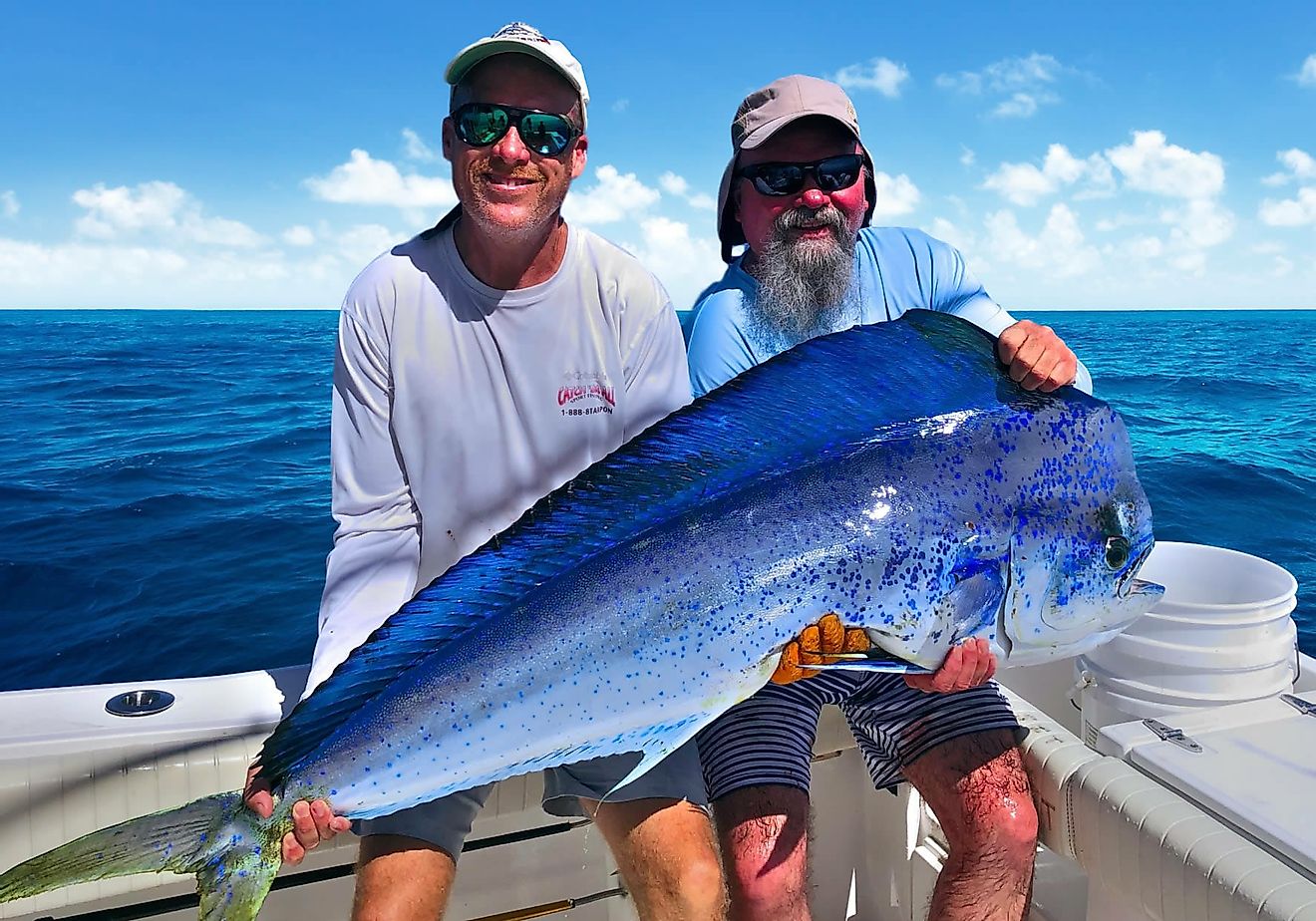 Blackfin Tuna Fishing in Florida
