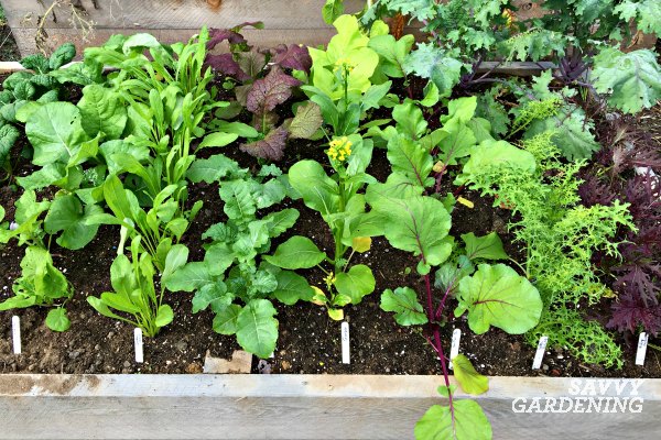 how to have a good garden