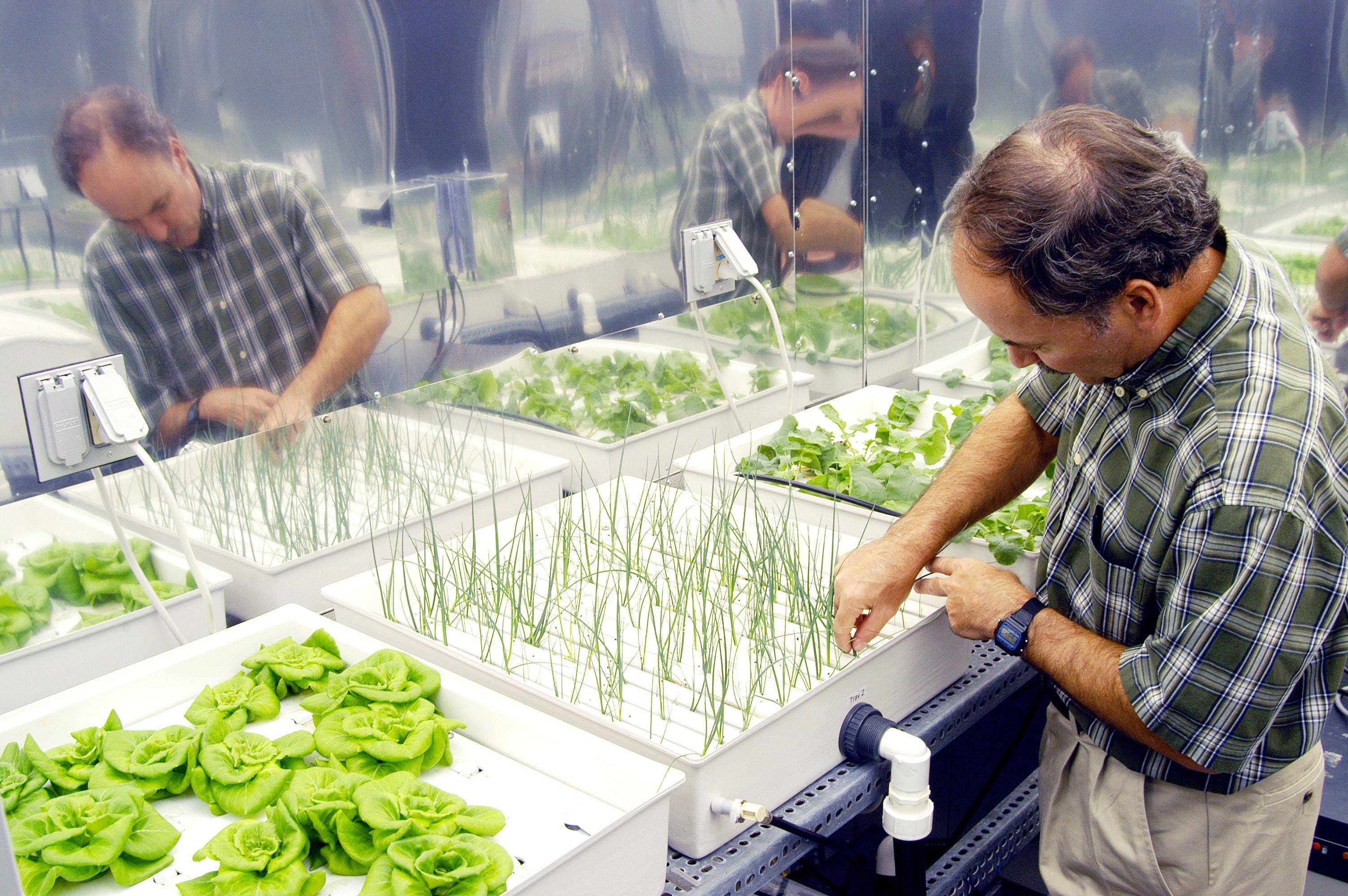 How does Hydroponic Gardening work?
