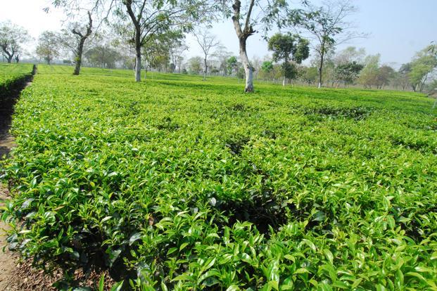 Use Gardening Covers to Protect Spring Cover Crops
