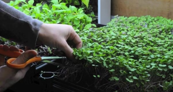 Grow Herbs in a Bottle With a Wine Bottle Herb Grower Garden Kit
