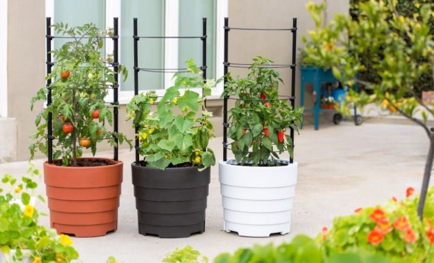 Easy to Grow Vegetables, Herbs, and Other Plants
