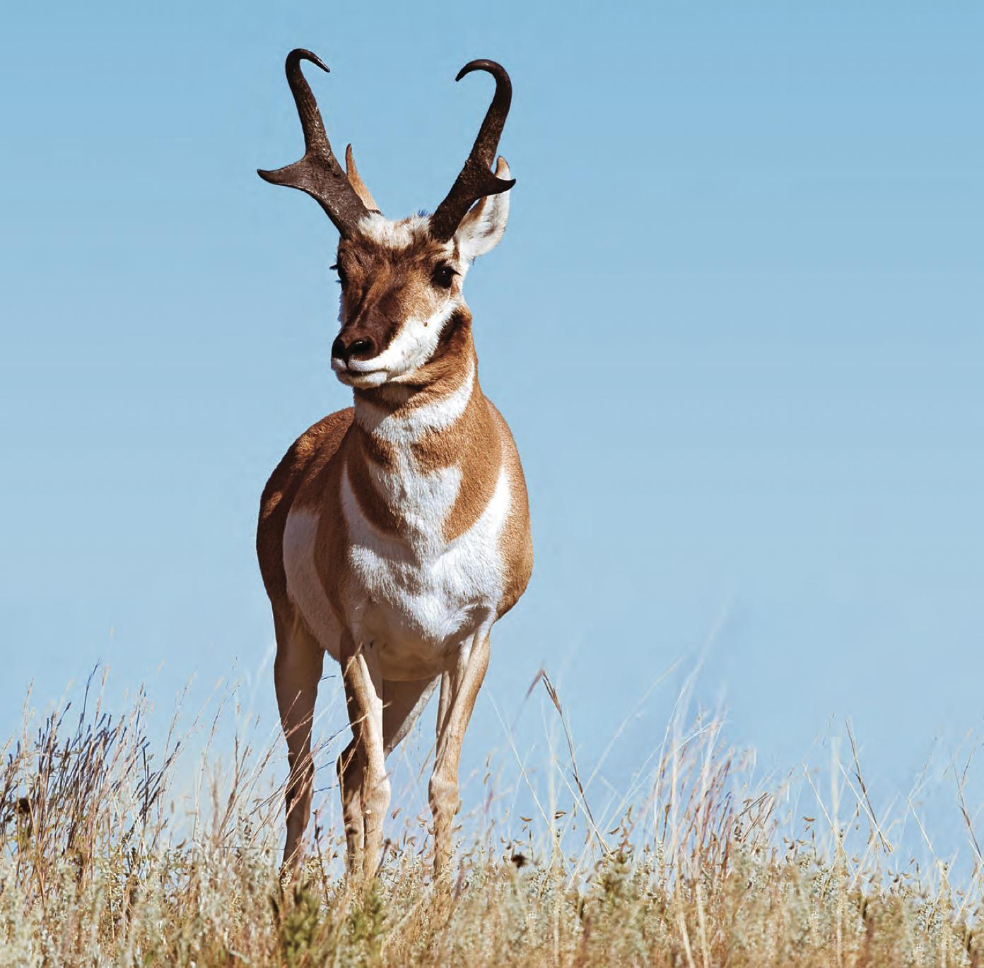 antelope buck