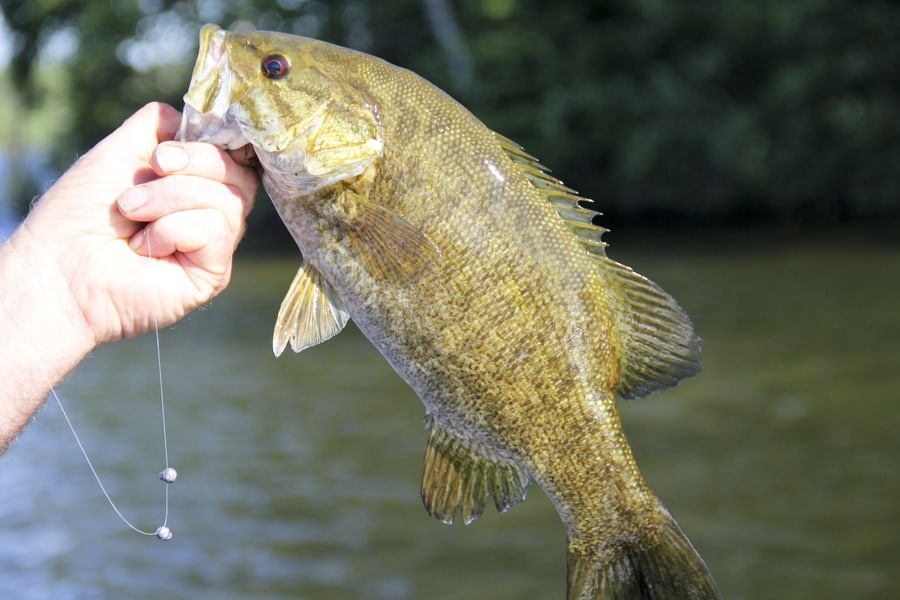 Artificial Lures For Bass
