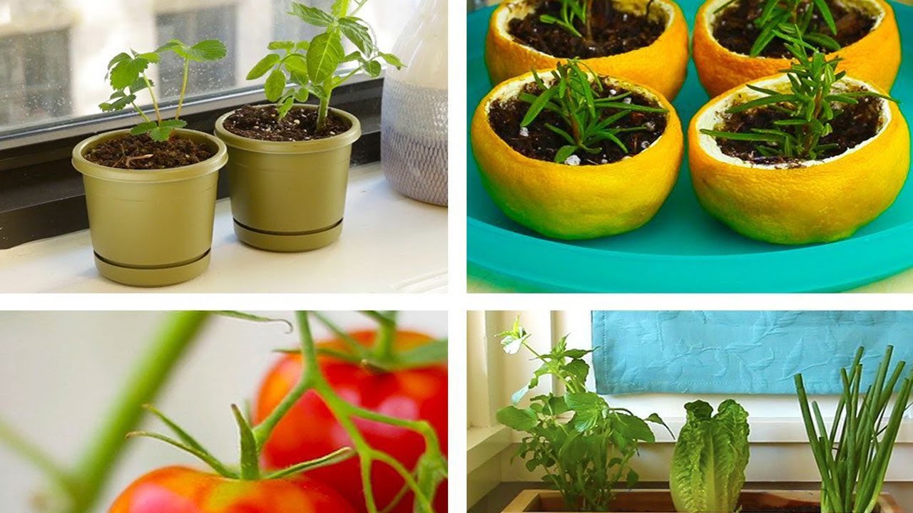 What is indoor gardening?
