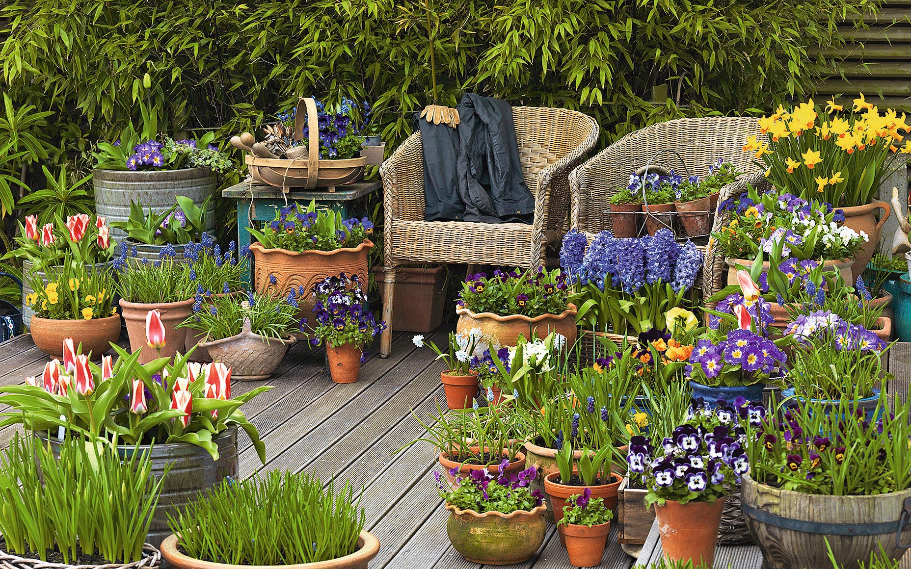 garden ideas for beginners