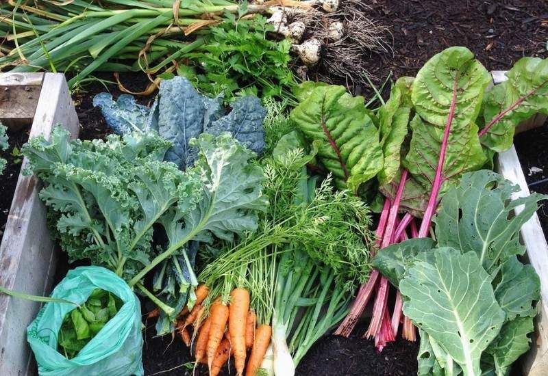 kitchen herb gardening