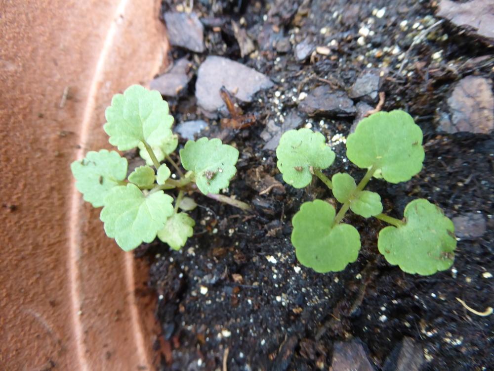 Square Foot Gardening Raised Bedding For 4 Vegetables
