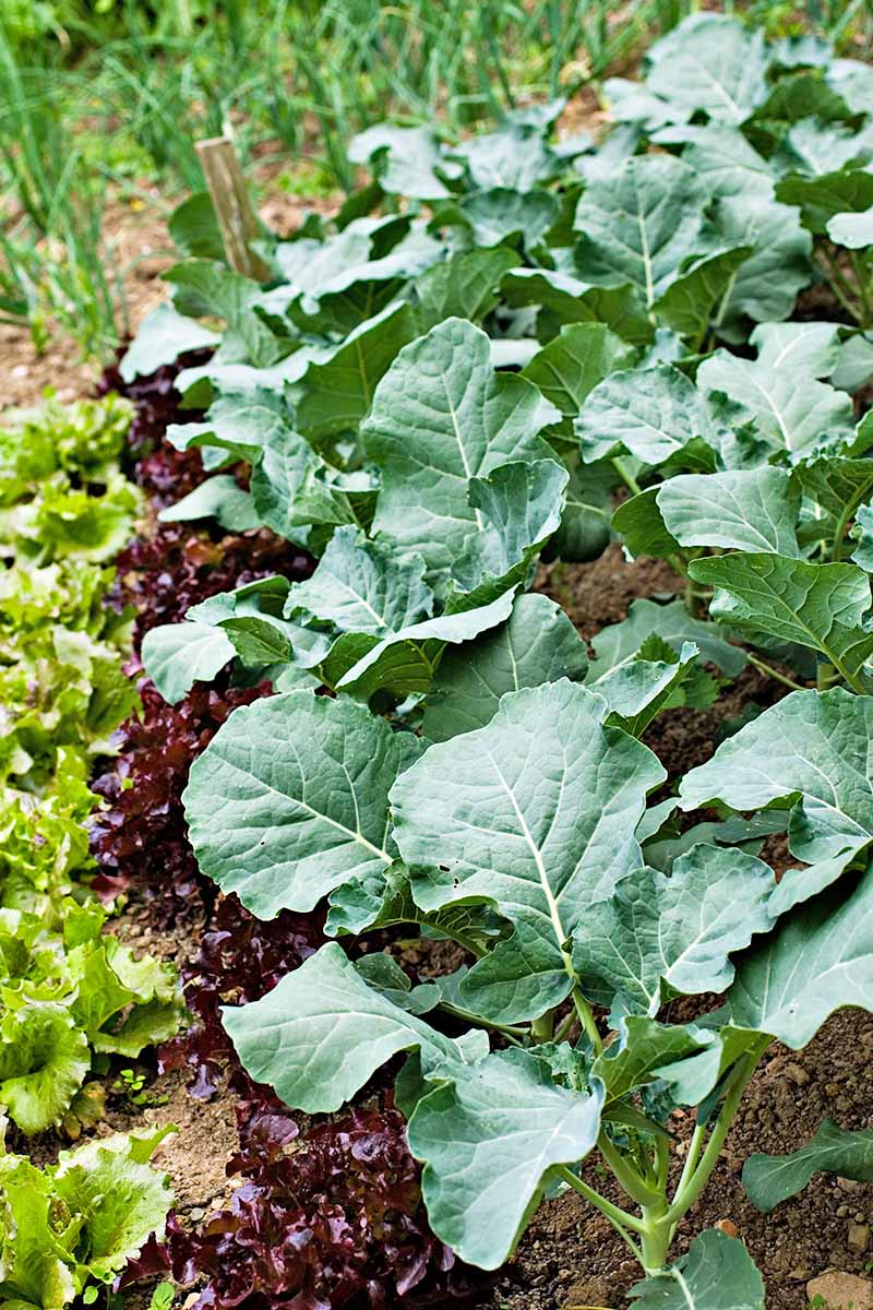 vegetable gardening for beginners