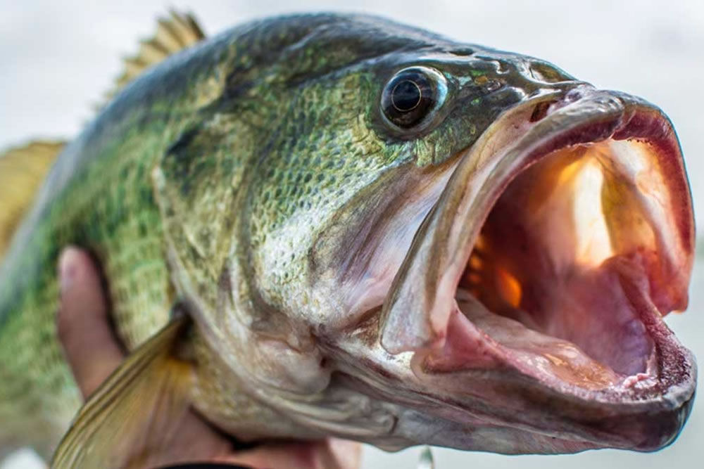 Saltwater Black Bass Fishing Techniques
