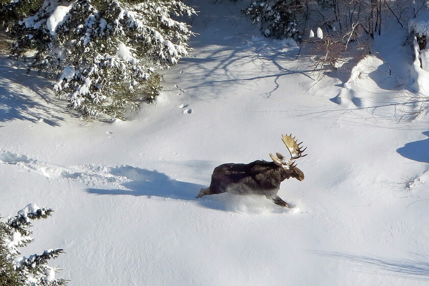 Colorado Moose Hunting – The Things You Need to Know
