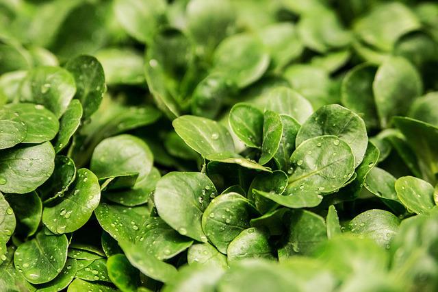 vegetable gardening online