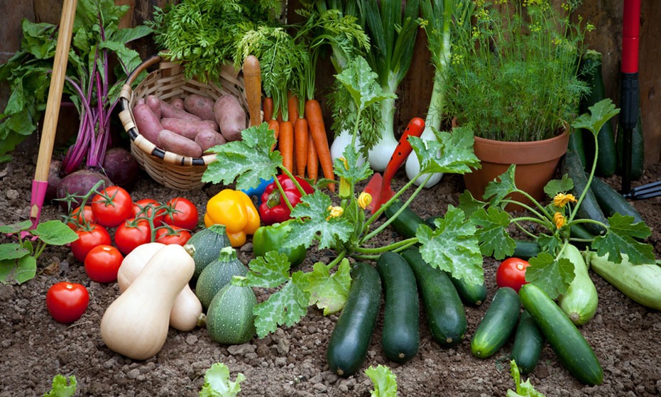 How to Grow an organic Garden at Home
