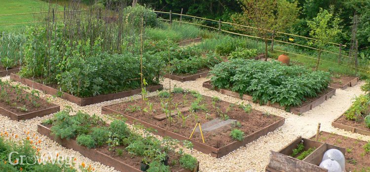 vegetable gardening tips and ideas