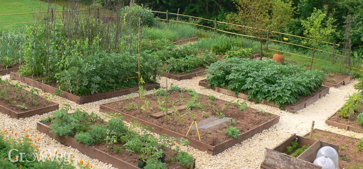 homesteading gardening ideas