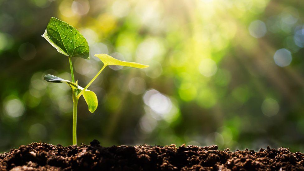 Hydroponic gardening: How it works
