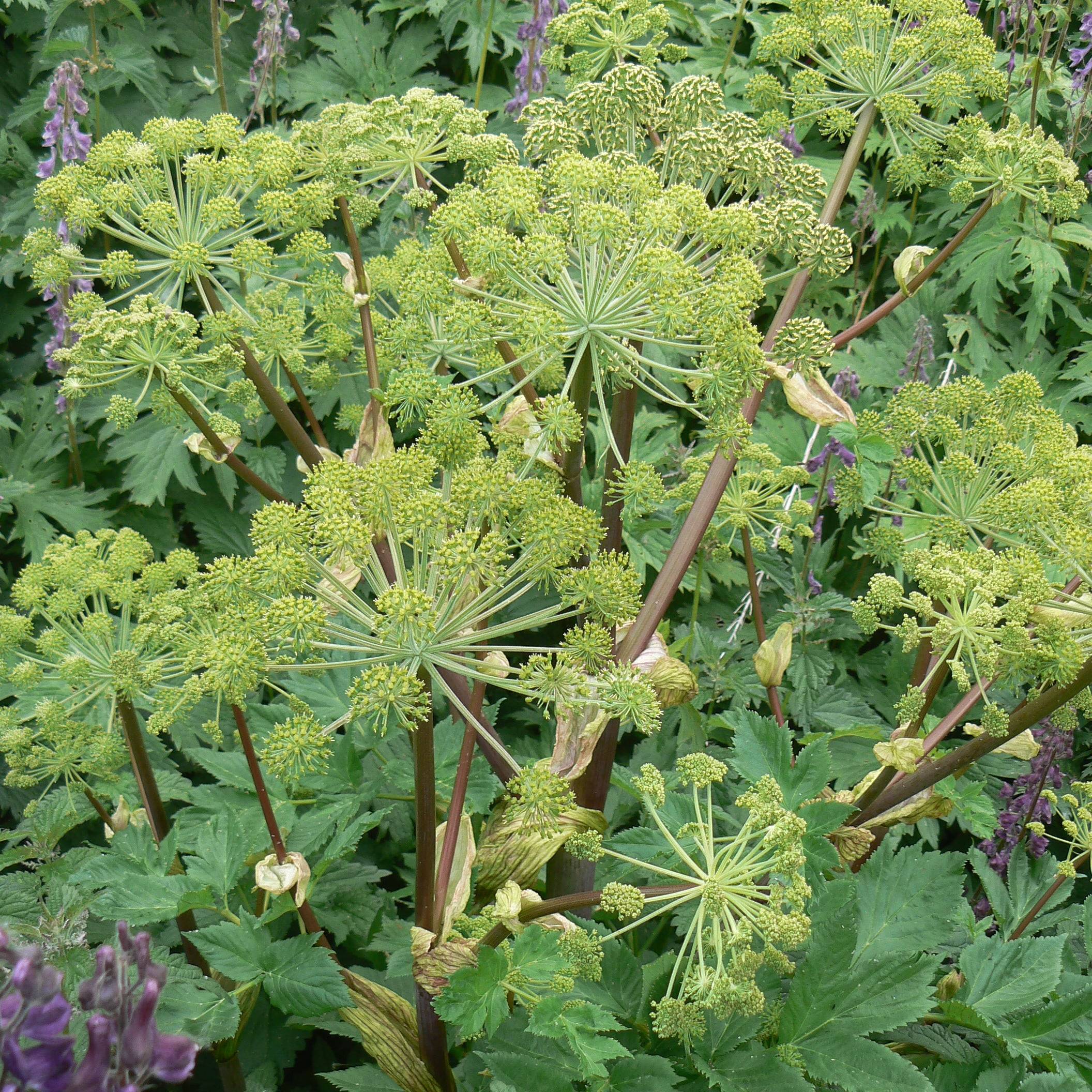 What is Indoor Gardening?
