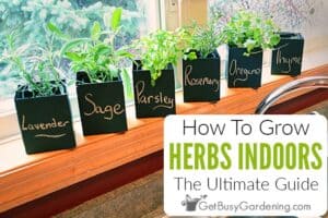 best herb gardening books