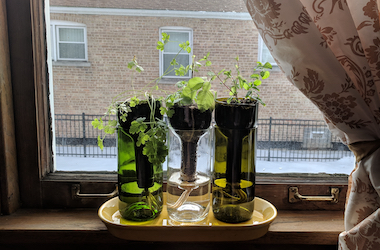 Grow herbs in bottles with the Wine Bottle Herb Grower Plant Kit
