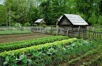 vegetable gardening in clay soil