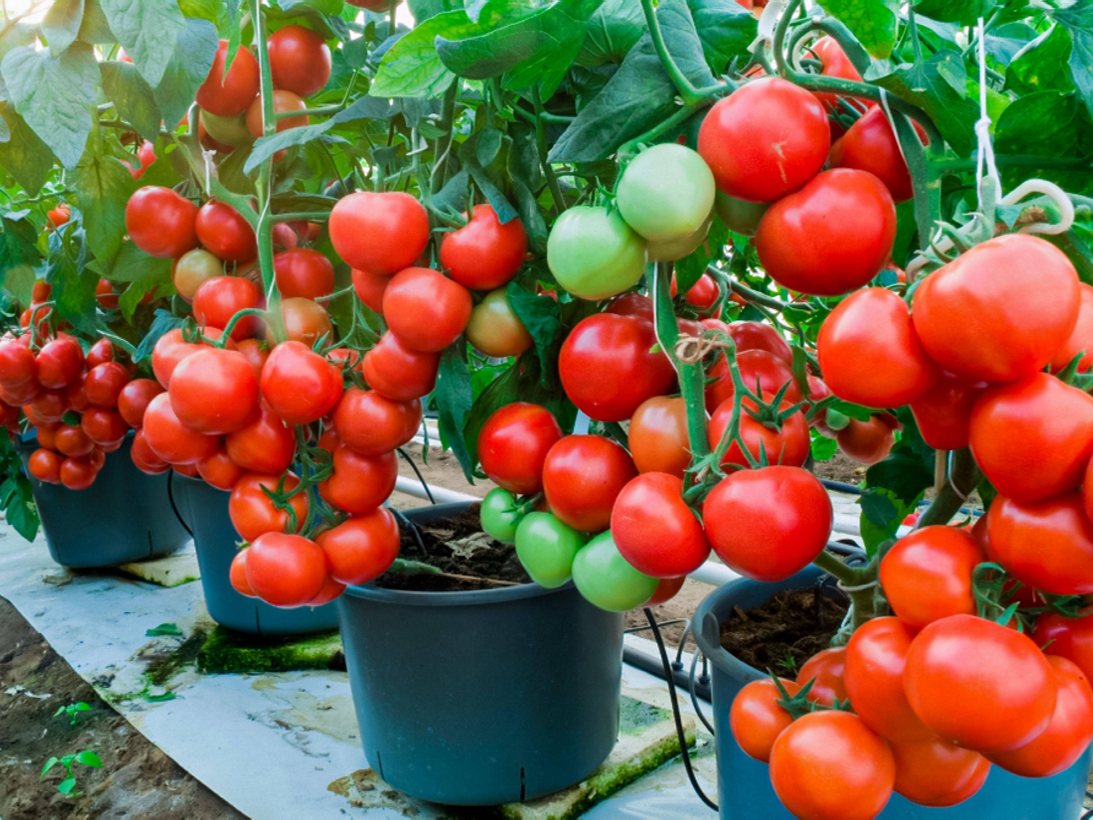 vegetable gardening tips for beginners