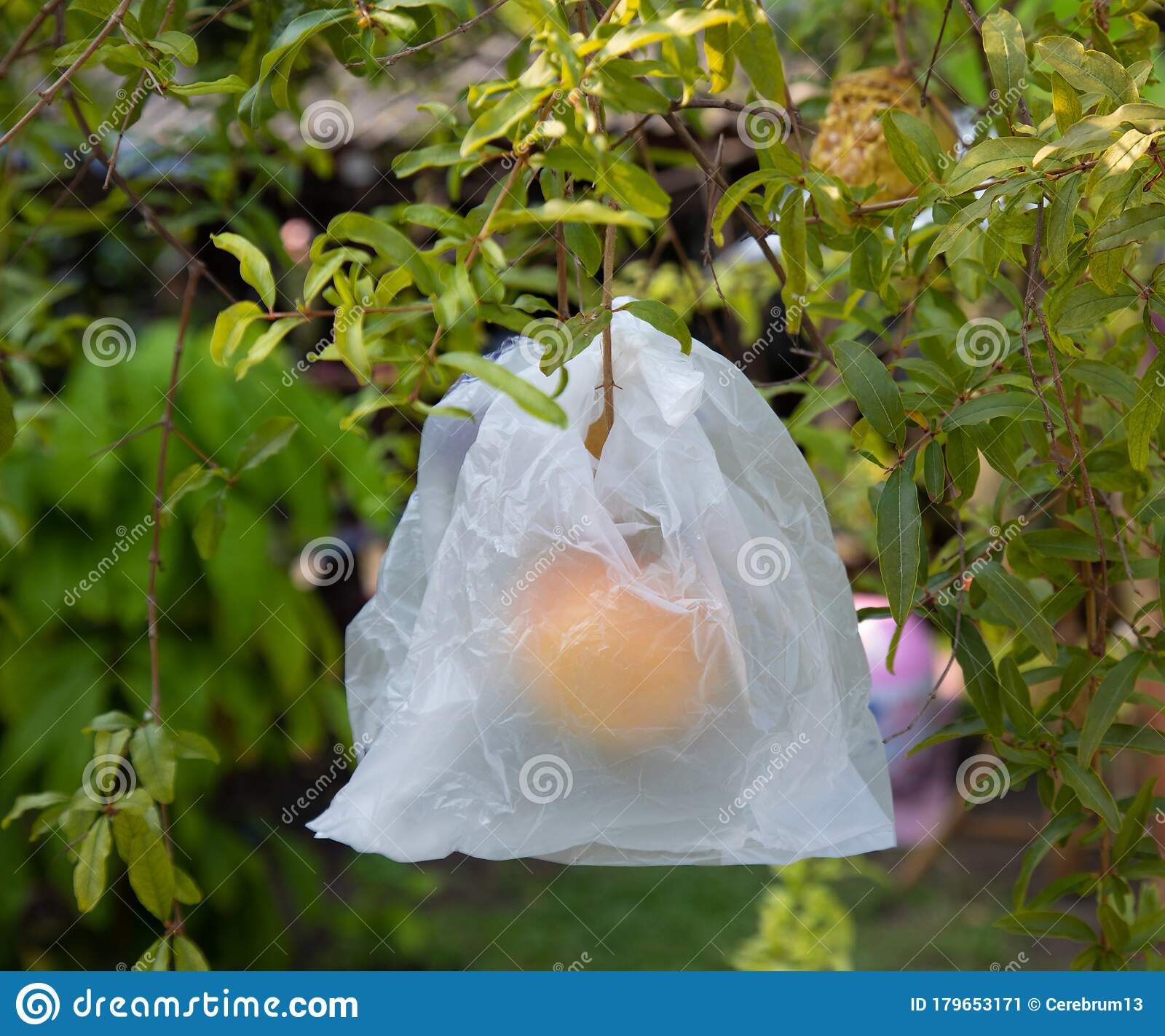 vegetable gardening tips for beginners